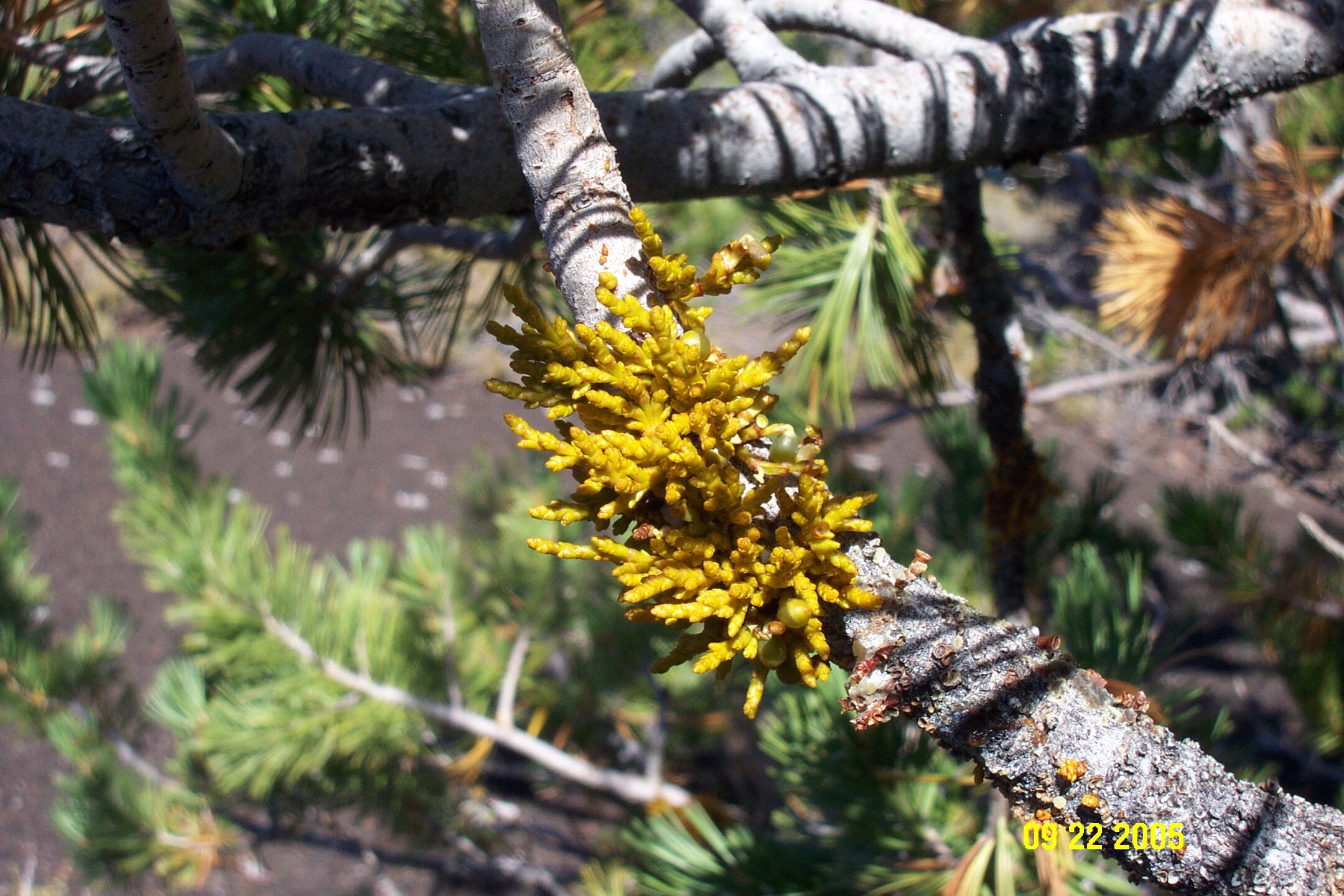 a small yellow-brown plant resembling moss growing out of a pine branch