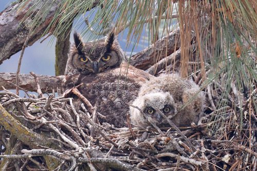 Large owl with tall black ear tufts and golden eyes sits watchfully behind a smaller owl with white downy feathers, smaller ear tufts and lighter eyes in a giant stick nest in a pine tree.