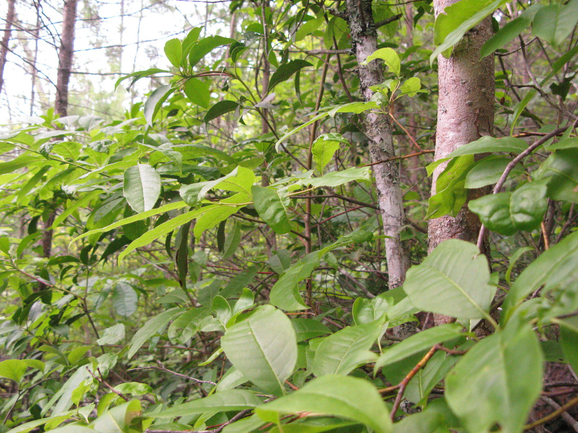 GRSM Accuracy Assessment. Plot Code: GRSM_AA_0032_2