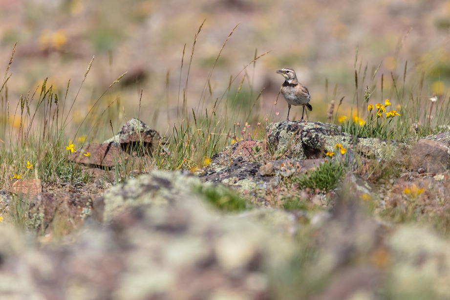 One horned lark stand on a small, lichen covered rock in a field.
