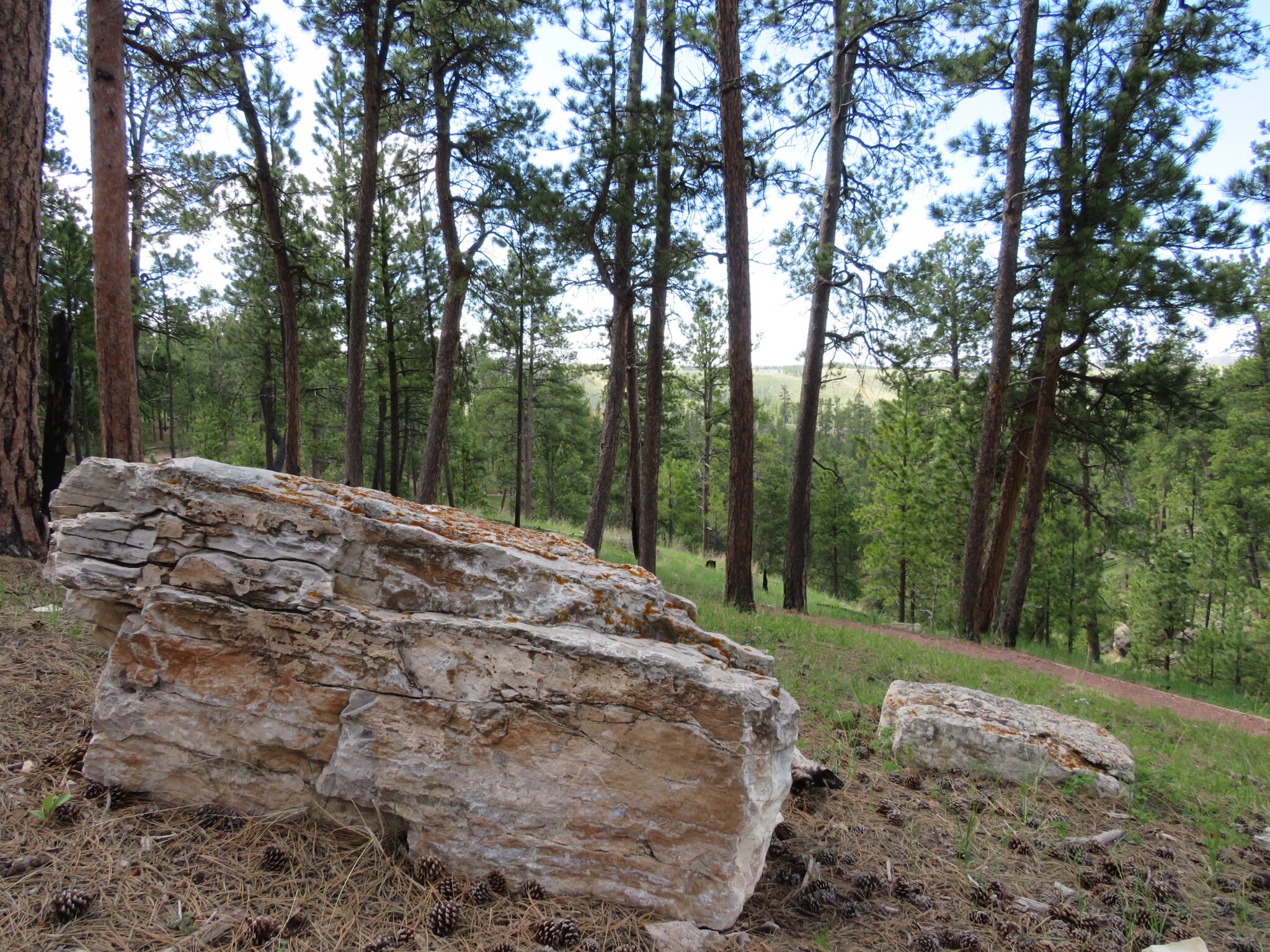 Rocks and pine trees