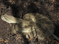 A green and brown praire rattle snake coils tightly in a depression in the ground