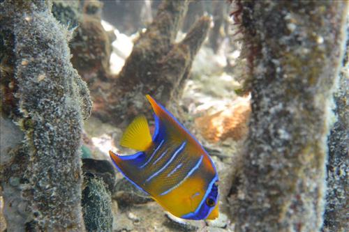 Diverse species call the monument home, Virgin Islands Coral Reef National Monument, 2015.