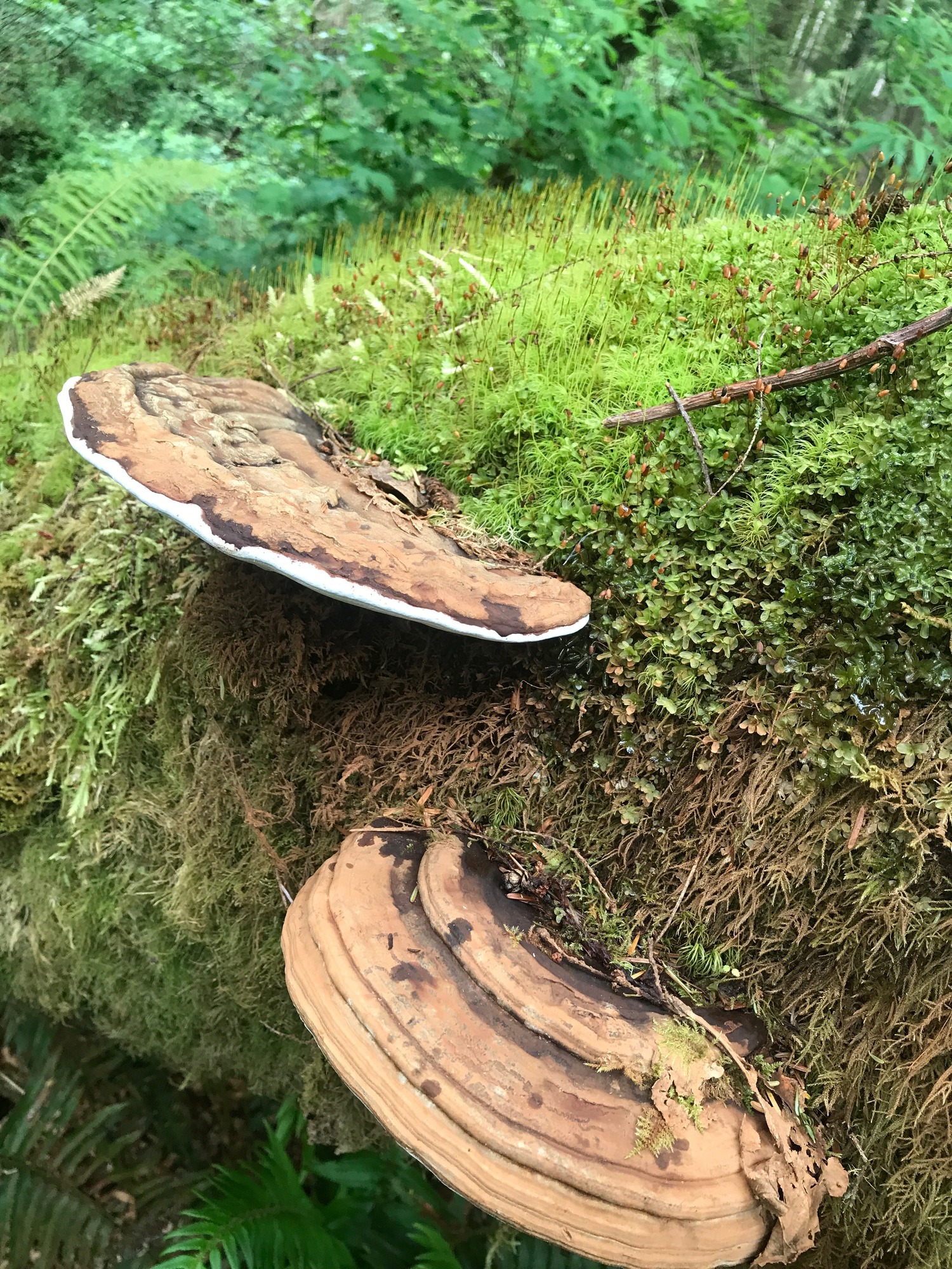 mushrooms grow out of a mossy log