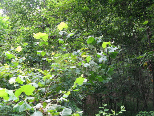 GRSM Accuracy Assessment. Plot Code: GRSM_AA_0903_5