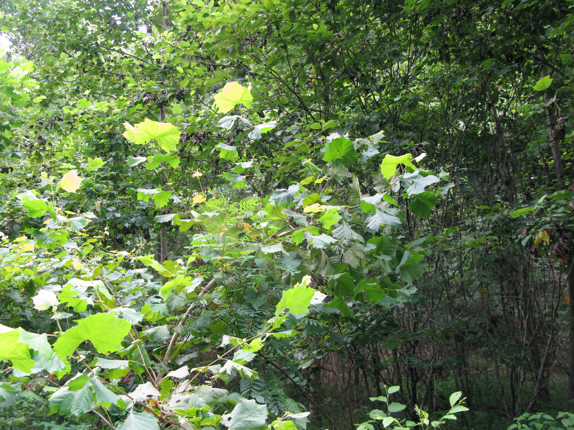 GRSM Accuracy Assessment. Plot Code: GRSM_AA_0903_5