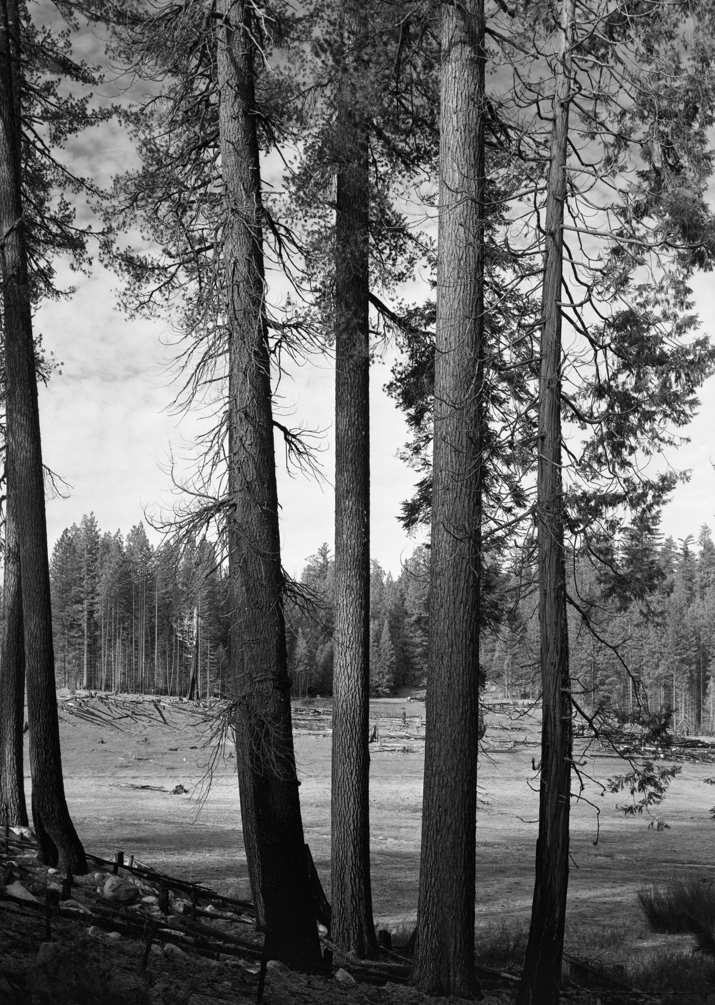 Looking north across meadow at Cuneo place.