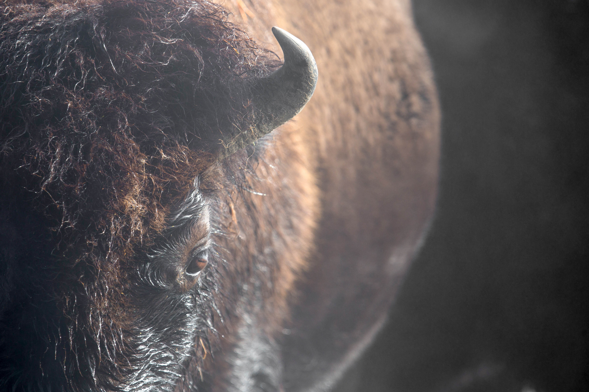 Close up of a bison's front, left side of face.