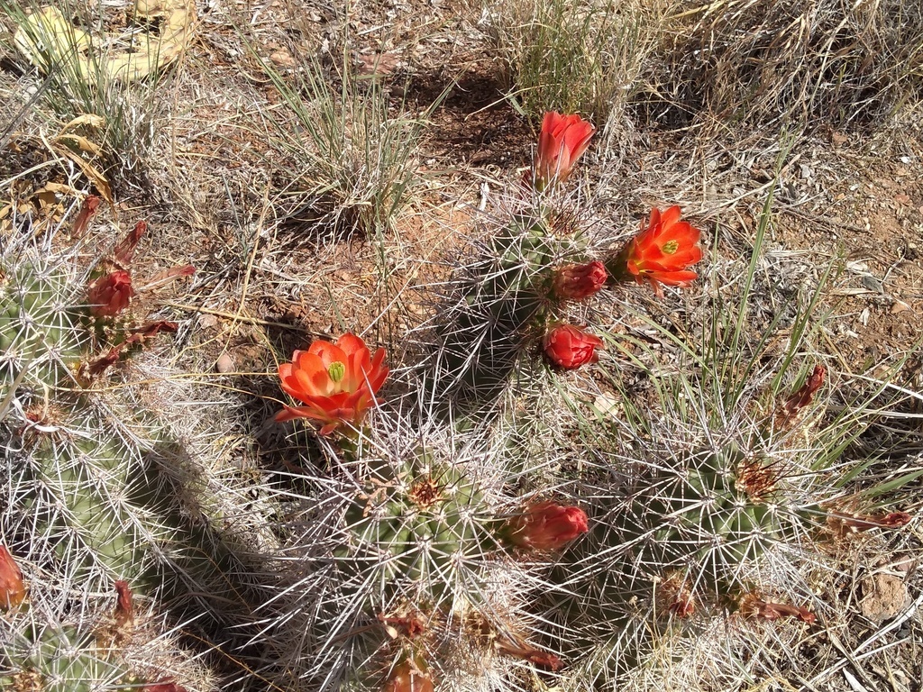 Hedgehog Cactus Blooming