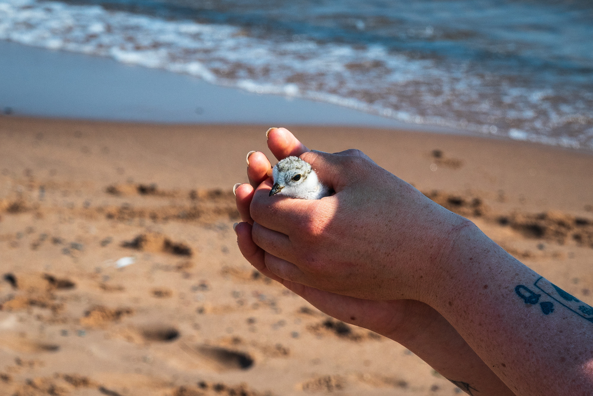 A person gently holds a small plover chick, with a beach and lake waves in the background.