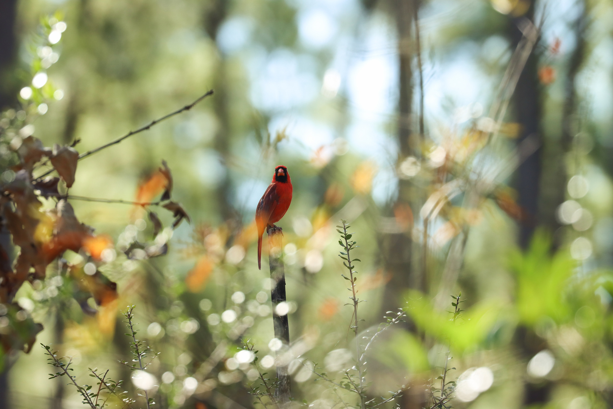 A red northern cardinal, perched on a vertical tree branch, looking at the camera in a blurry forest environment