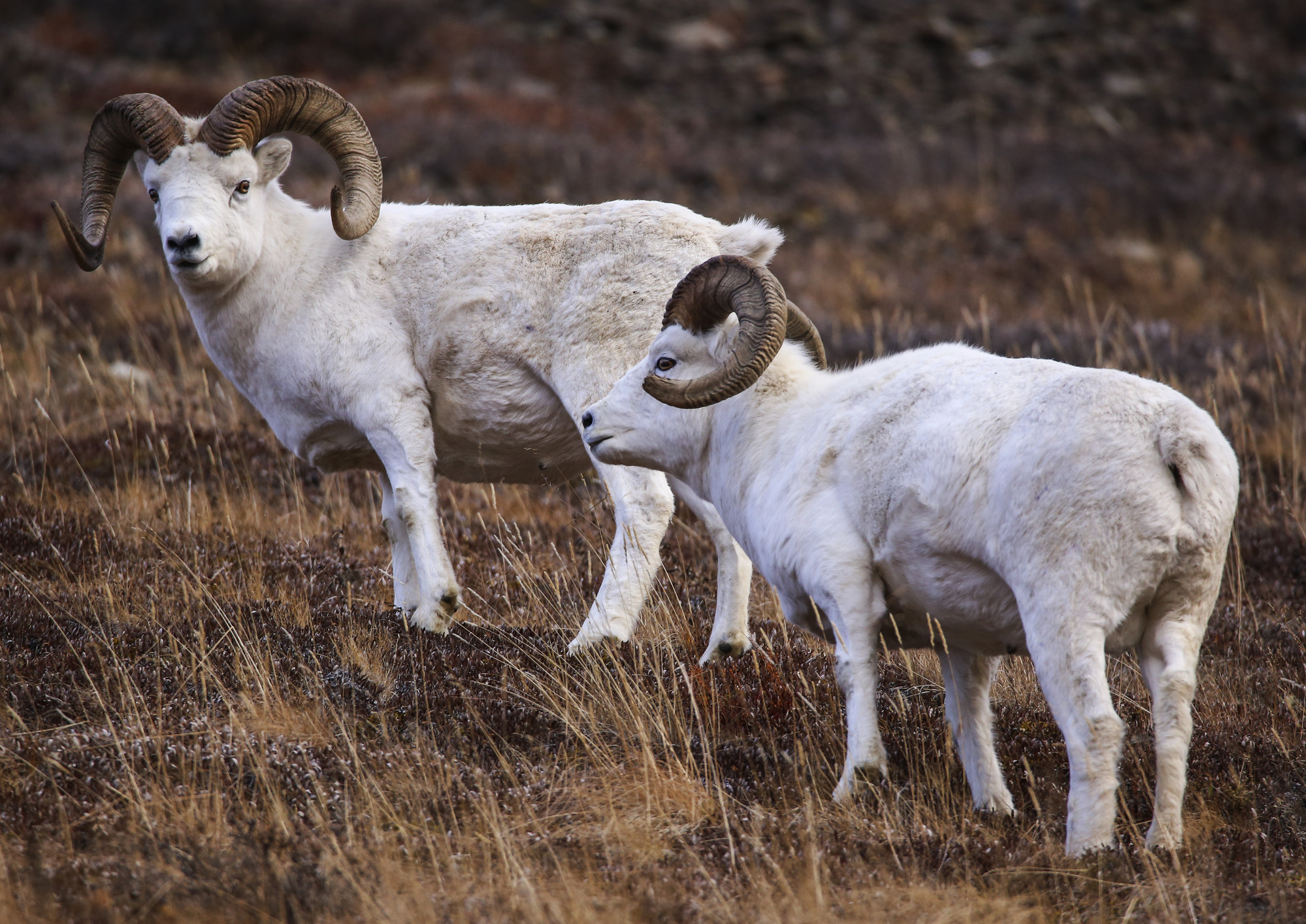 two rams on a grassy hillside