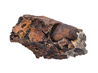 fossil