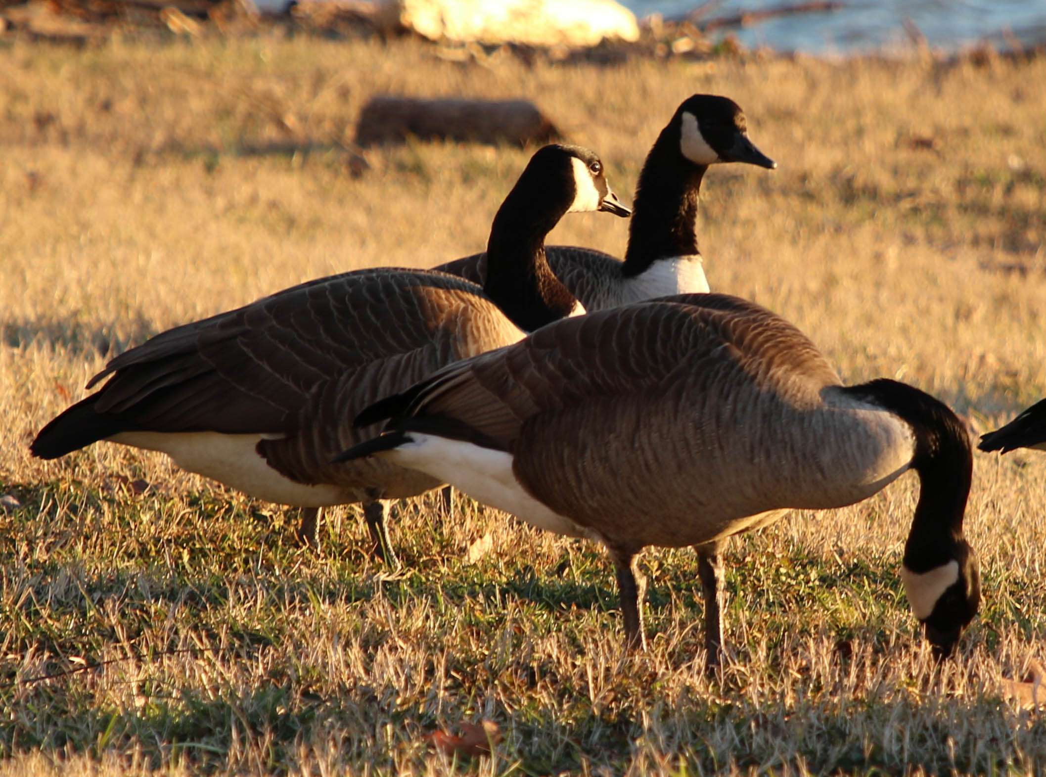 Canada geese in grass along a river