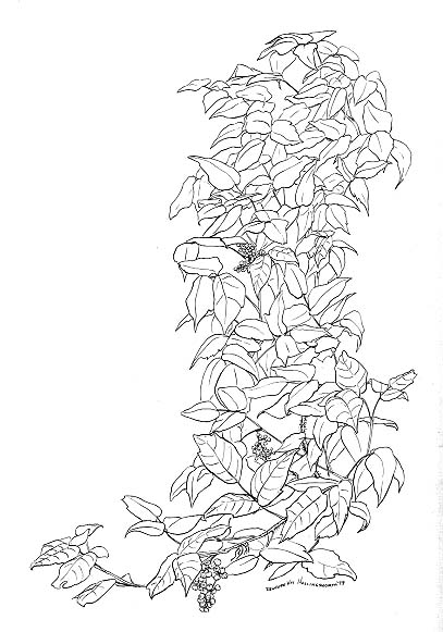 Poison ivy (Rhusra dicans) shown with berries.