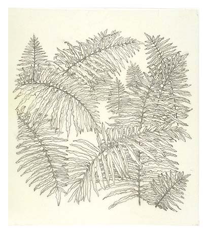 Illustration of a fern.