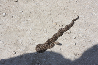 Chubby beige snake with three brown mottled patterns head to tail. The middle pattern appears unfocused.