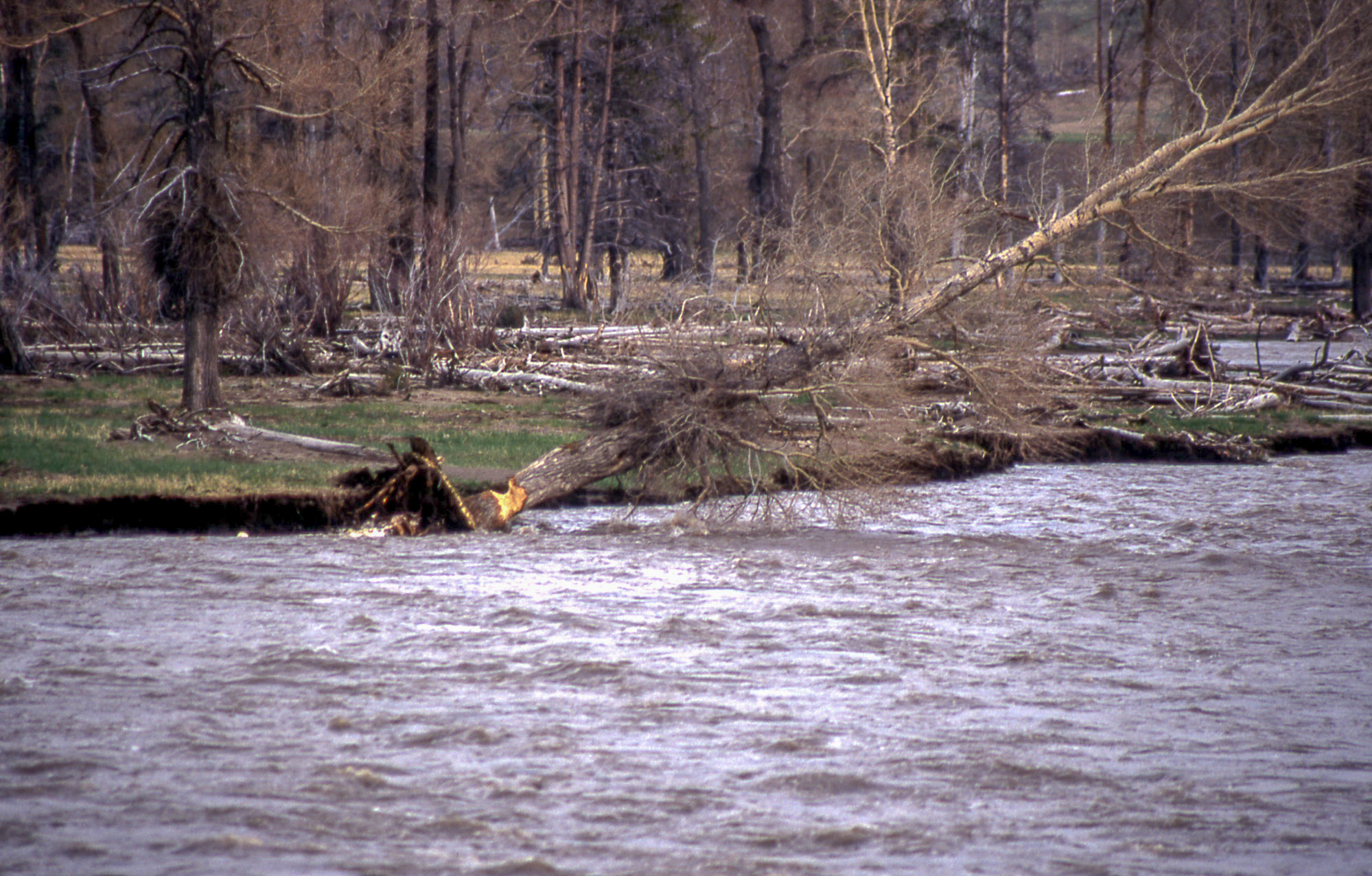 A cottonwood tree that has been gnawed on by a beaver leans over a river