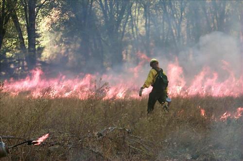 Crews using drip torches to ignite El Capitan prescribed burn, 2000, Yosemite National Park