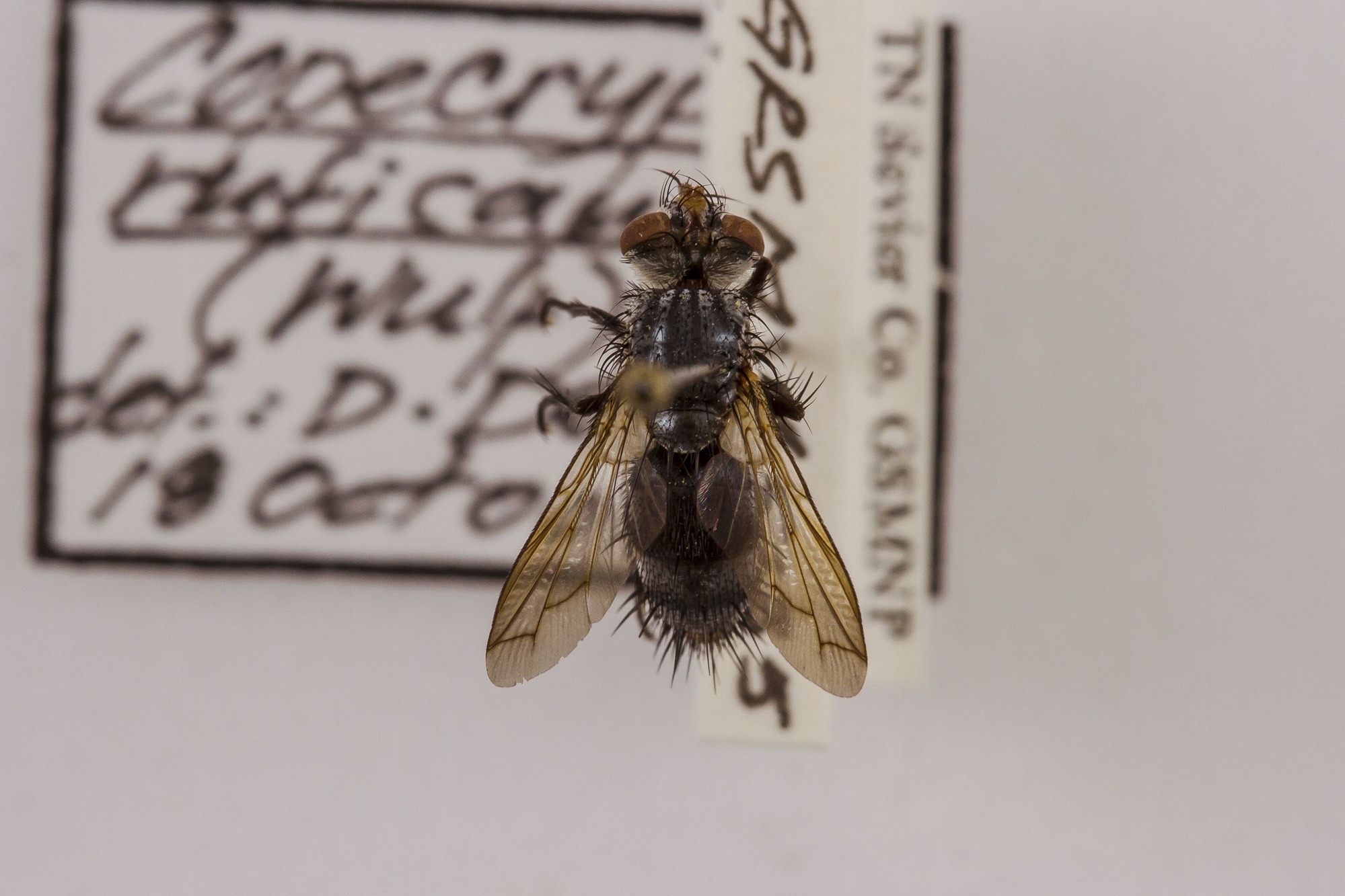 Image of Copecrypta ruficauda, a species of Animalia