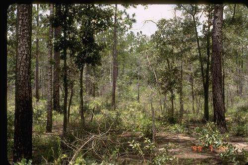 Pitcher Plant Bog and Sandhill Fuel Reduction Project, Big Thicket National Preserve