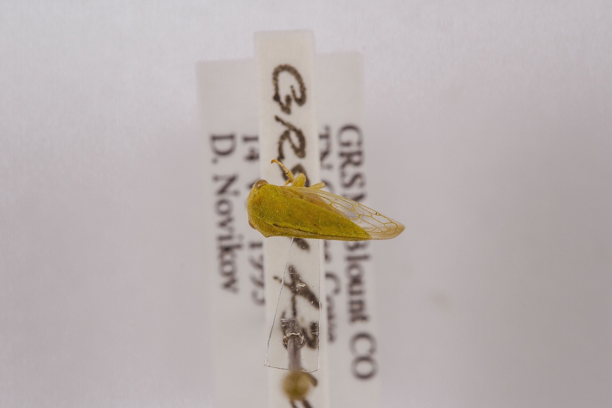 Image of Atymna querci, a species of Animalia