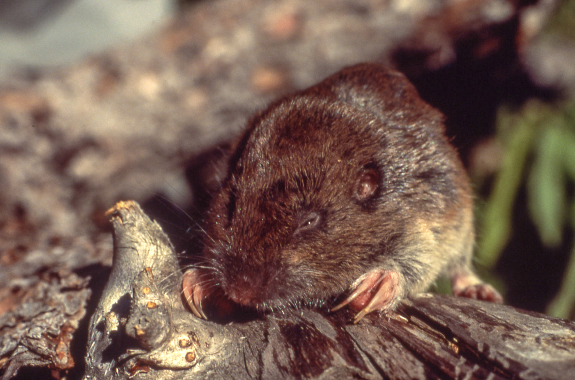 Close up of a pocket gopher resting on a log on the ground.