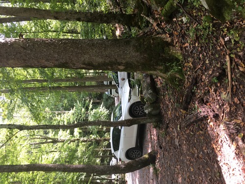 GRSM Accuracy Assessment. Plot Code: GRSM_AA_0811_3