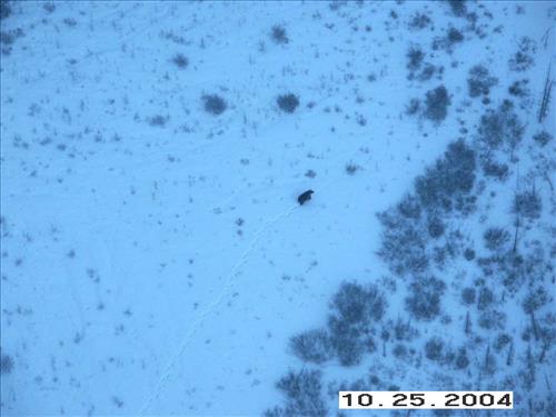 8 Gates of the Arctic National Park and Preserve Koyukuk Moose Survey 2004