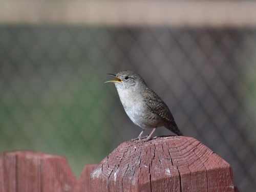Rock Wren Singing on a Fencepost