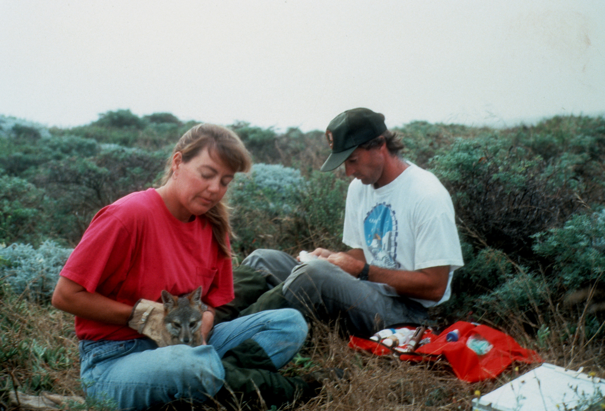Island Fox Monitoring