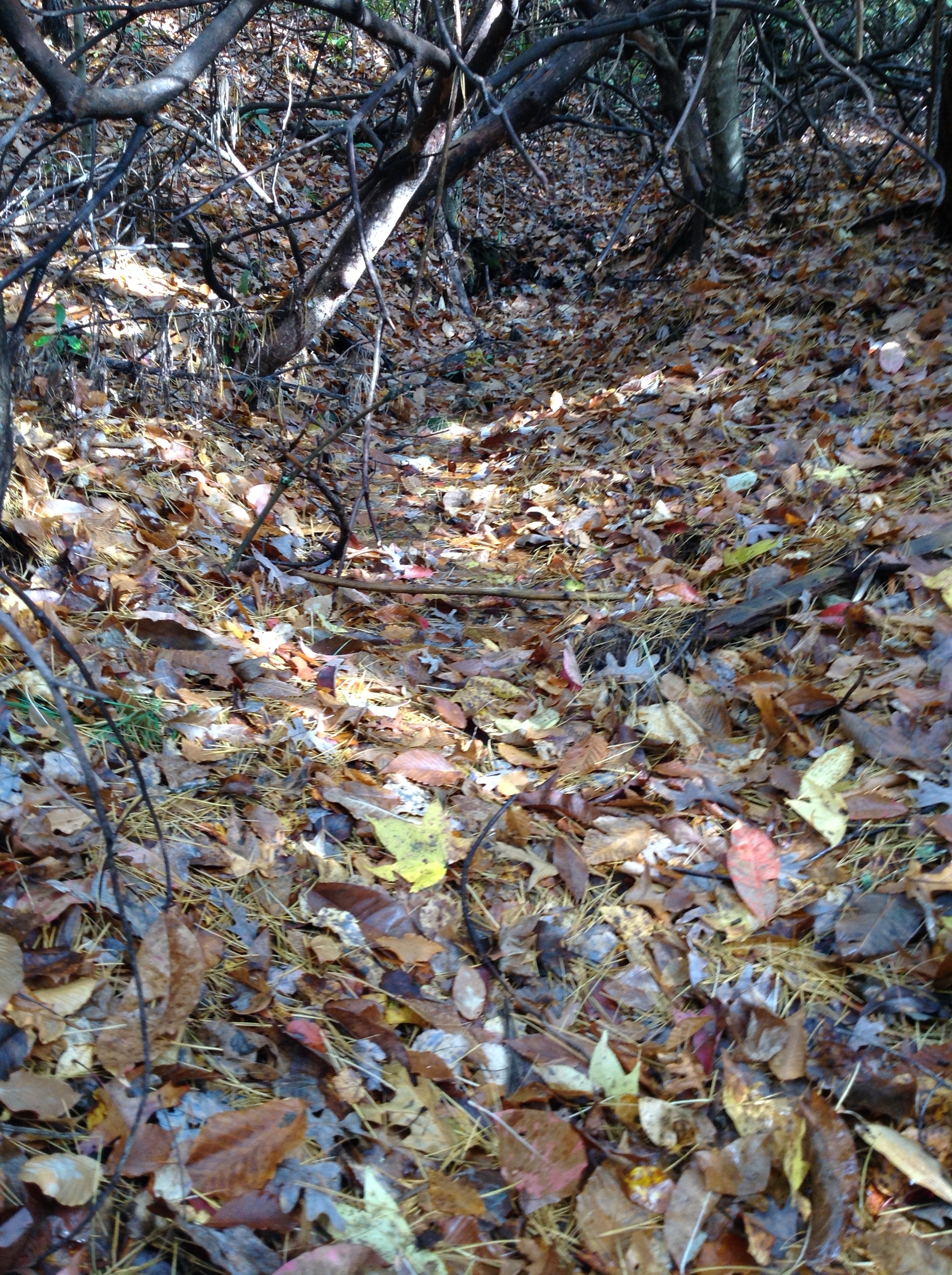 The ground is covered in leaves and twigs.