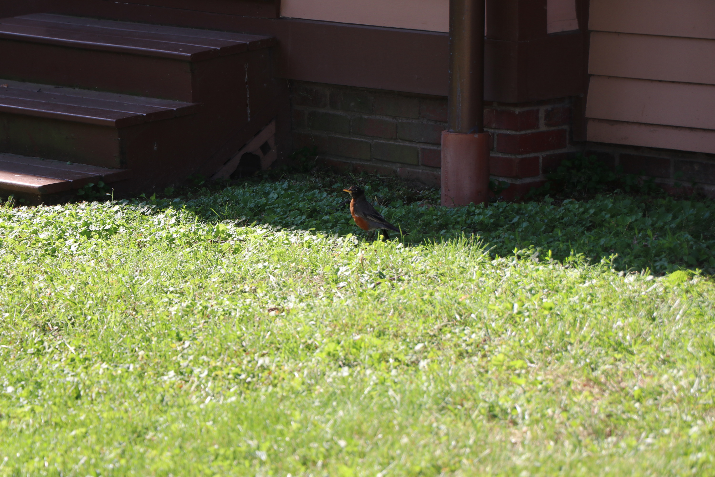 A small bird with a dark back and red front sitting in the grass.