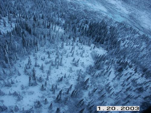 Wolf radio tracking, Denali, 2003/2003