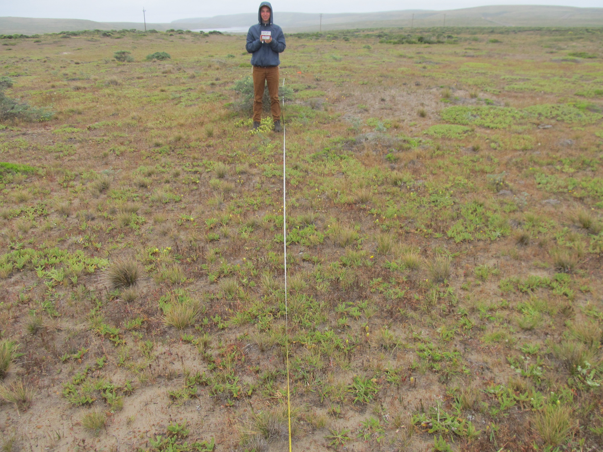 Eye-level view from the center point of a plant community monitoring plot
