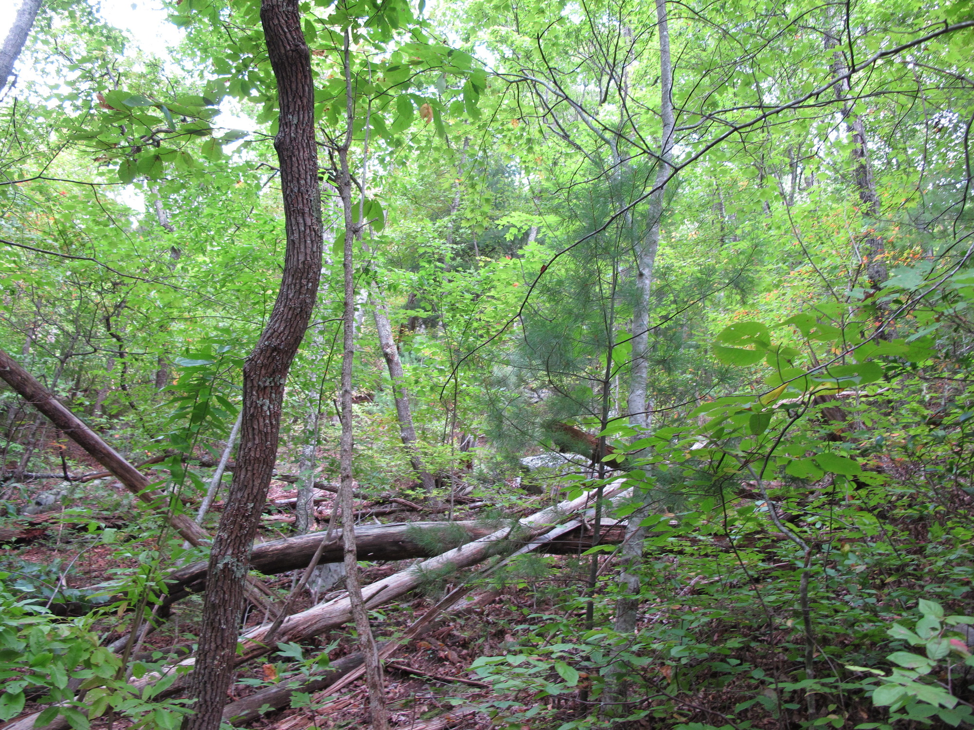 GRSM Accuracy Assessment. Plot Code: GRSM_AA_0519_2