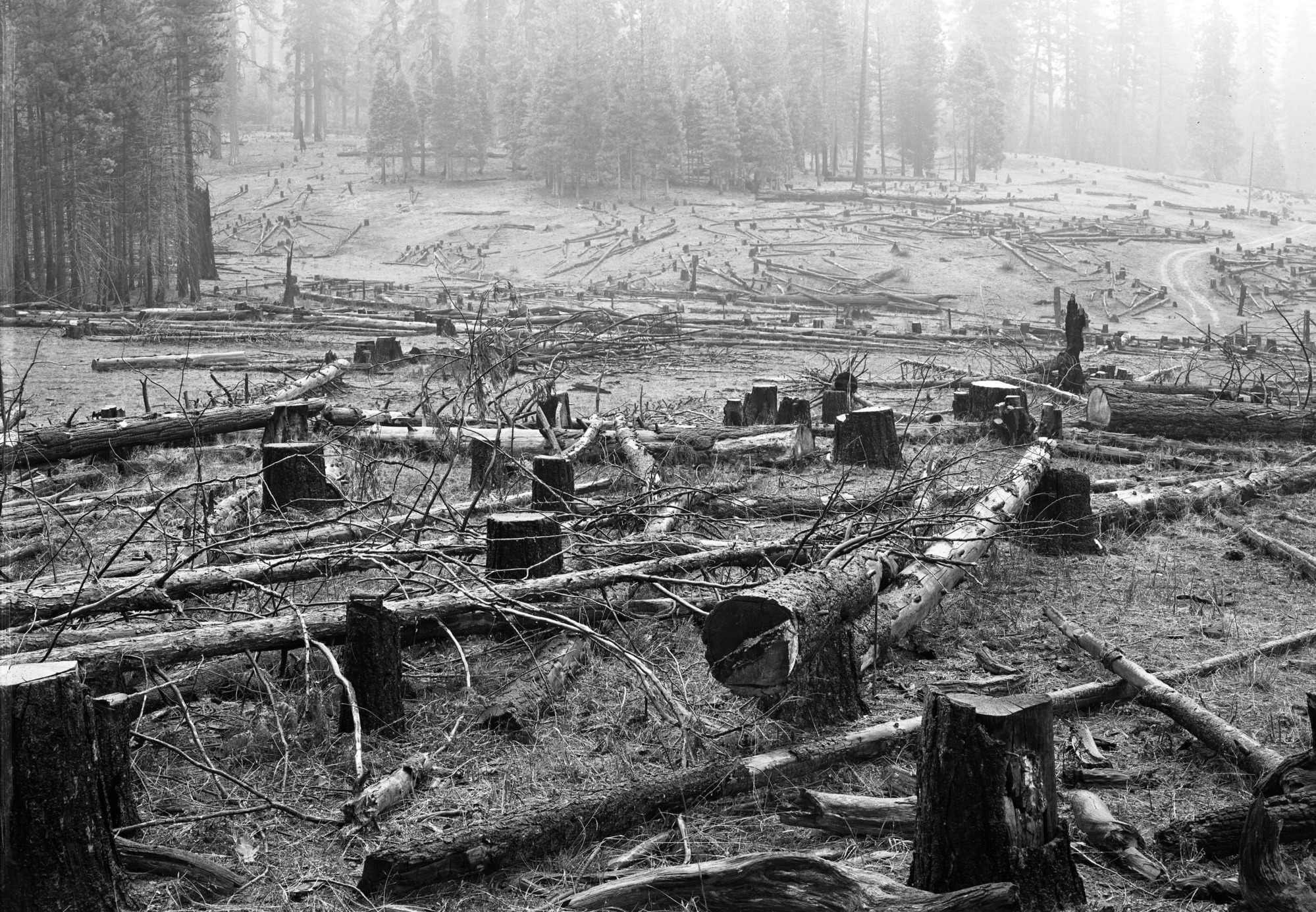 Timber cut on Cuneo Property.