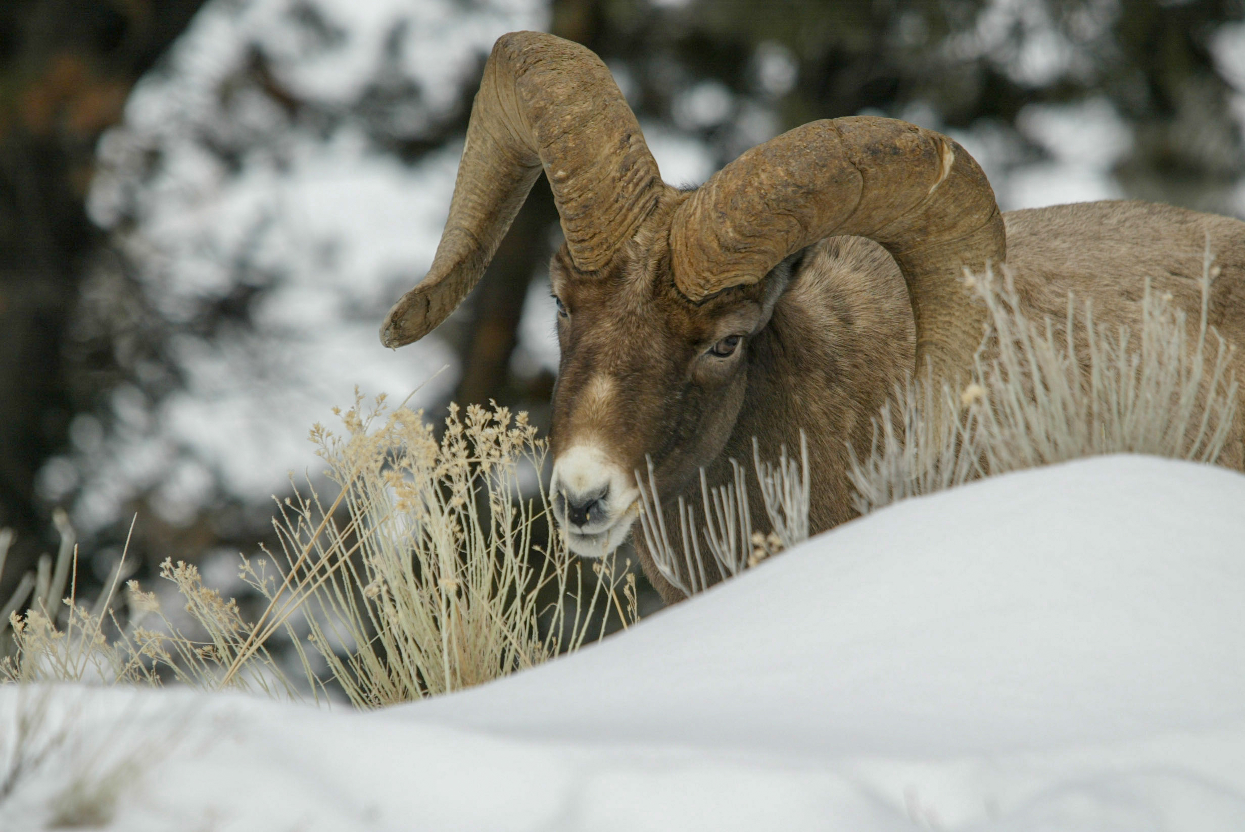 Bighorn Sheep ram eating in snow