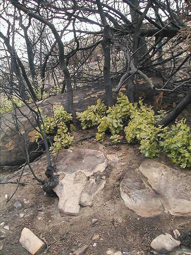 Burned areas immediately following the Bircher fire, Mesa Verde National Park, July 2000