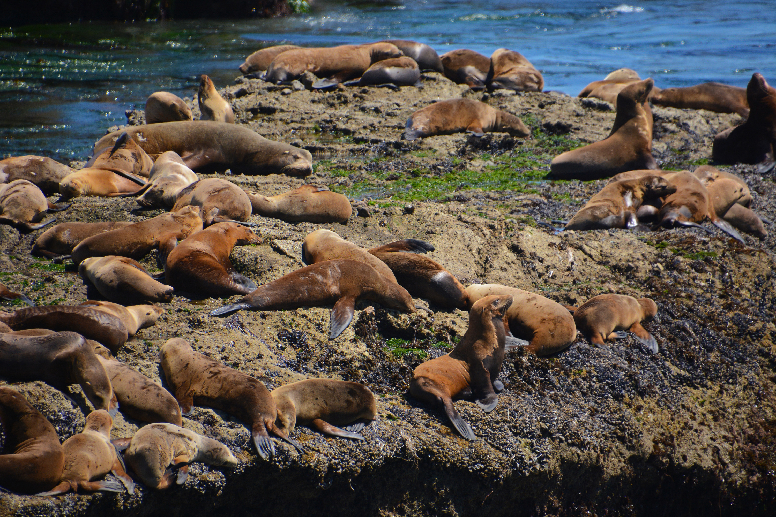 seals and sea lions laying on the coast