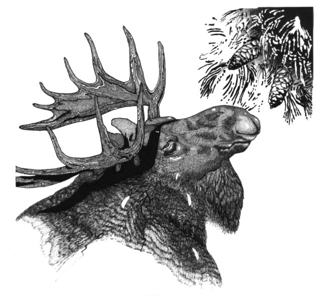 Moose feeding on a spruce bough.