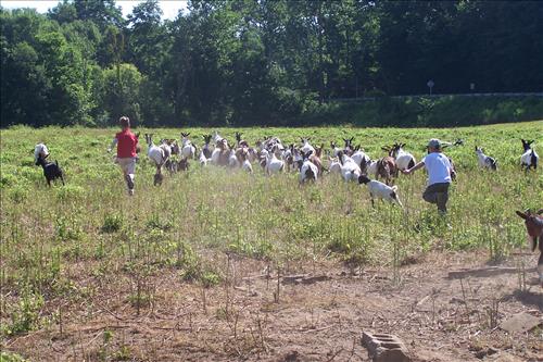 Junior Ranger, Goats and Gobblers, Children With Goats