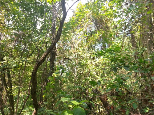 GRSM Accuracy Assessment. Plot Code: GRSM_AA_0936_2