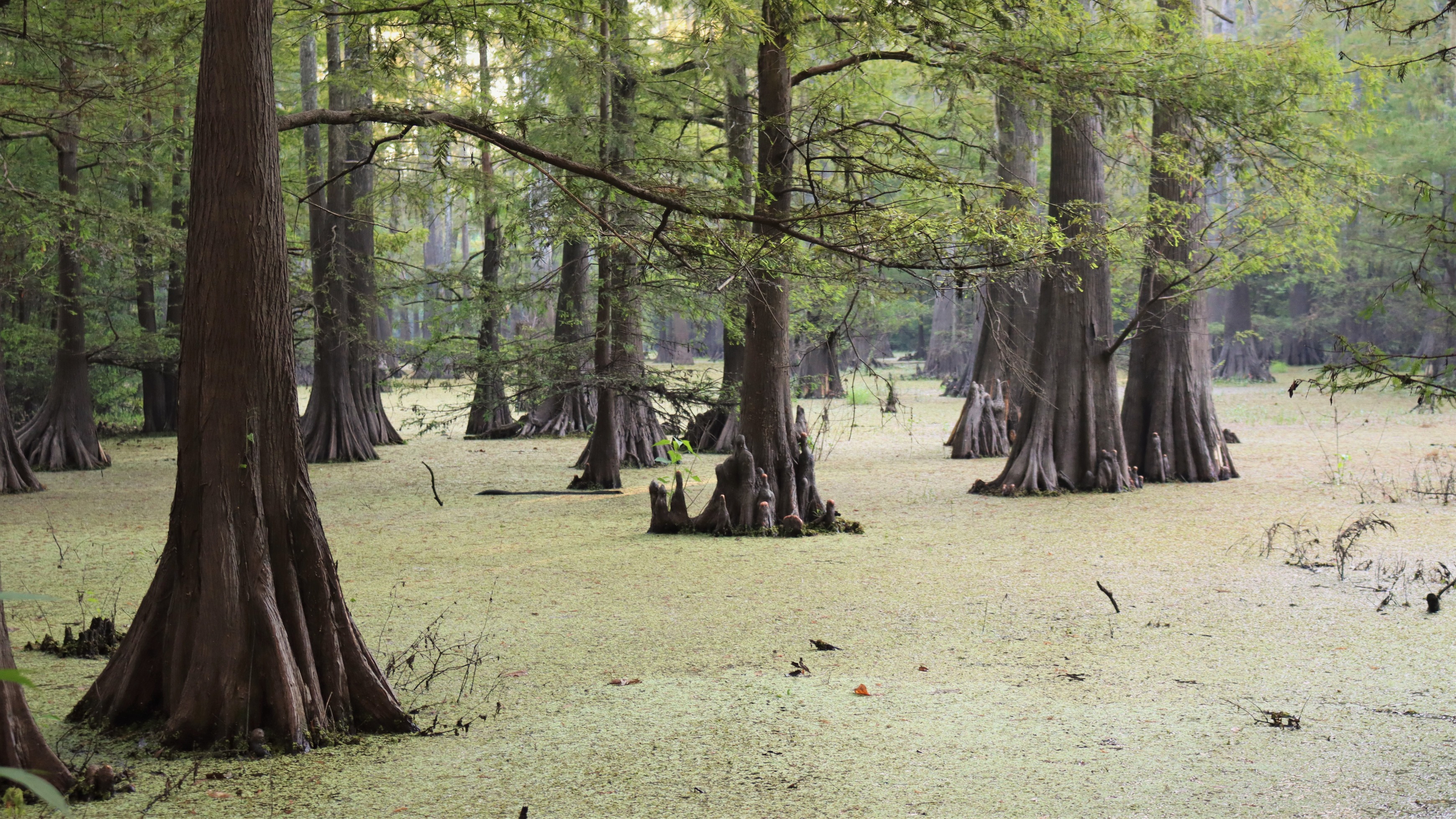 Wide, buttressed trunks of bald cypress trees standing in a swamp covered in a mat of green salvinia plants so that the water is not visible.