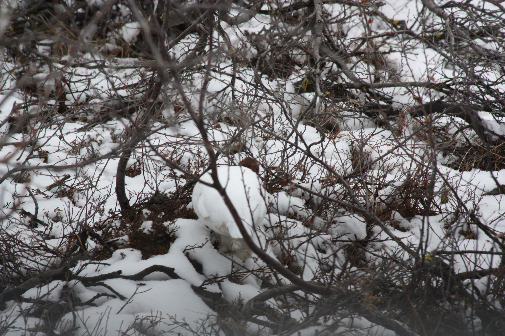 A ptarmigan in a snowy forest