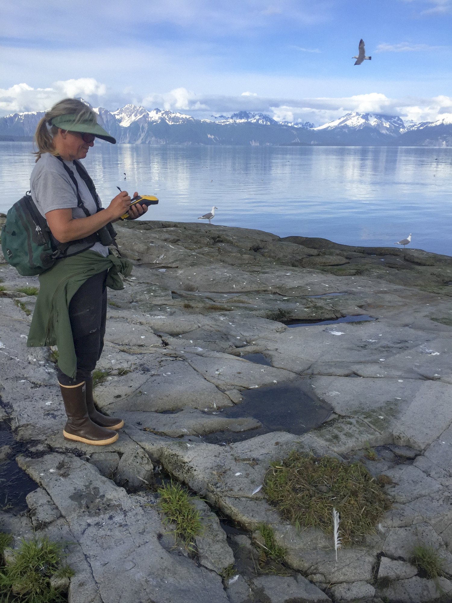 A researcher taking notes while standing on a rock covered in sparse vegetation and bird feathers. A bird flies overhead and water and mountains are in the distance.
