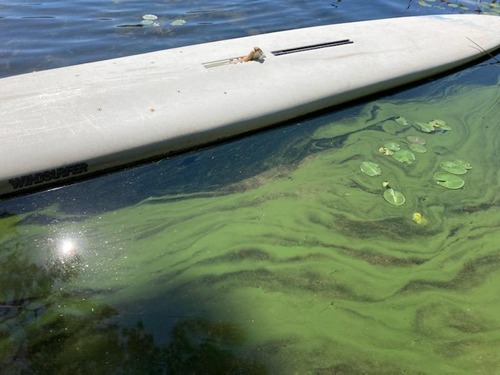 a green algal bloom on the water surface that looks like streaks, or spilled green paint.