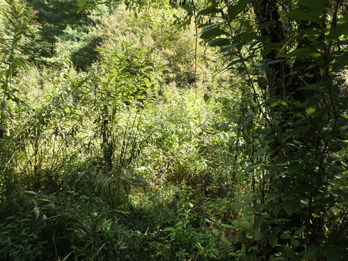 GRSM Accuracy Assessment. Plot Code: GRSM_AA_0046_6