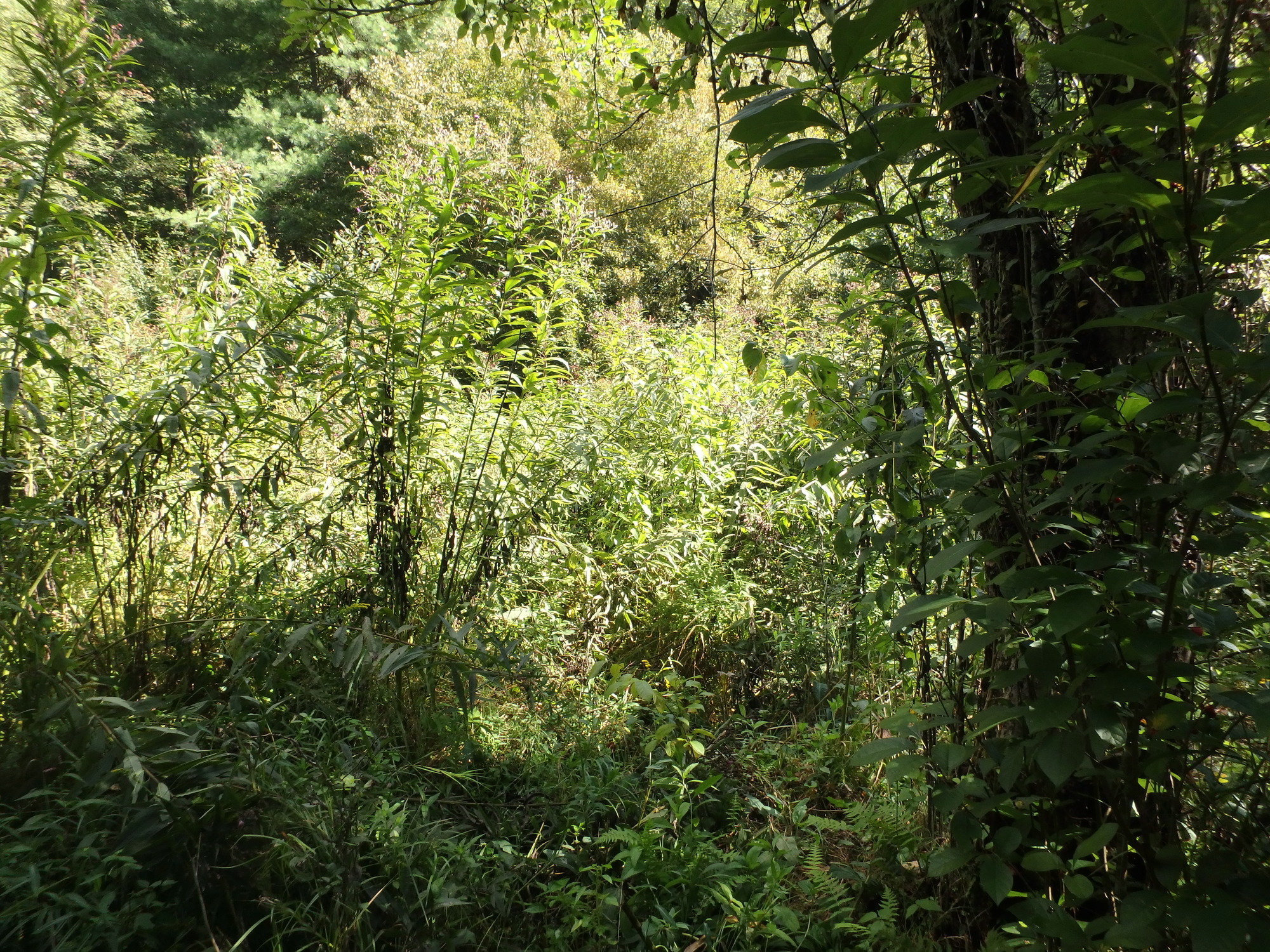 GRSM Accuracy Assessment. Plot Code: GRSM_AA_0046_6