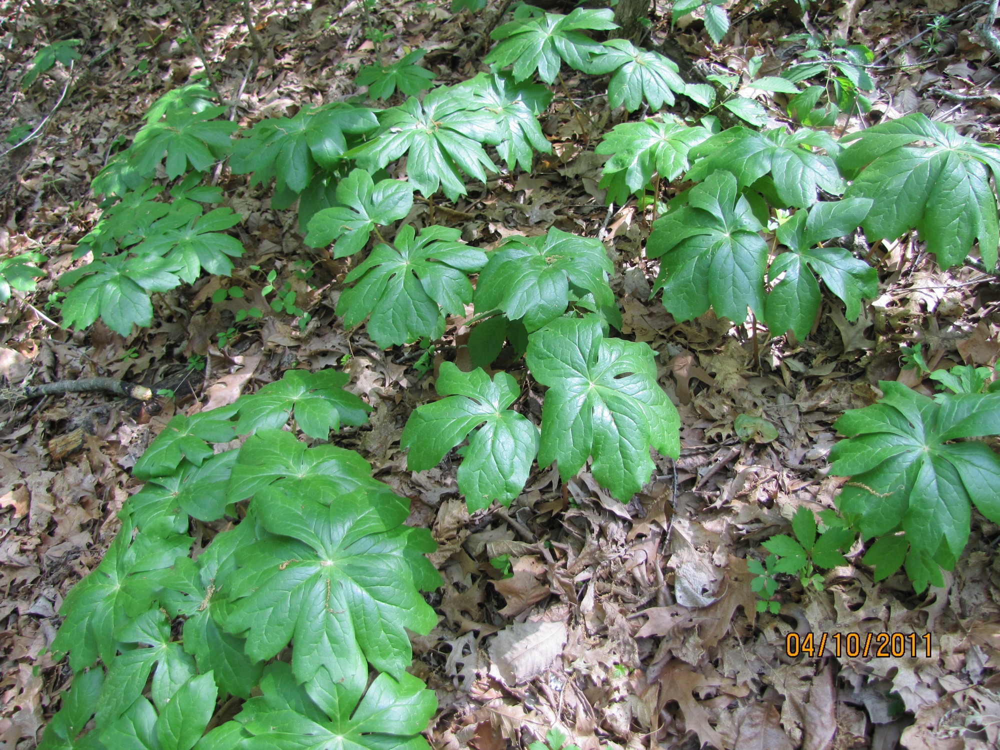 A view from above of green, deeply lobed single leafed plants